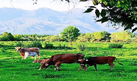 獨庫北疆：喀納斯、伊犁、可可托海、天池環游8日